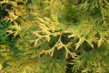 Туя западная Еллоу Риббон (Thuja occidentalis Yellow Ribbon) Р9