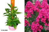 Флокс метельчатый Мария Шаронова (Phlox Maria Charonova) С2 м