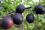 Абрикос Черный принц  (Prunus armeniaca Chornyy Prince) С6