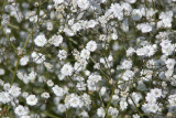 Гипсофила метельчатая Фейри Перфект (Gypsophila paniculata Fairy Perfect)