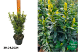 Бересклет японский Бенкомасаки (Euonymus japonicus Benkomasaki) С1,5