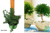Мирт (myrtus) С1,5