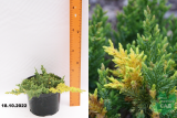 Можжевельник китайский Экспанса Ауреаспиката (Juniperus chinensis Expansa Aureospicata) С3