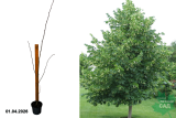 Липа мелколистная С3