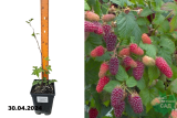 Малино-ежевичный гибрид Тайбери Букингем (Rubus fruticosus-x-rubus Buckingham Tayberry) С2,5