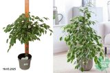 Фикус Бенджамина Голден Кинг (Ficus benjamina Golden King) Р17