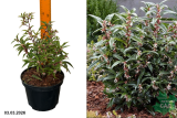 Саркококка Гукера Пепл Стем (Sarcococca hookeriana Purple Stem) С3