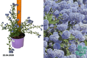 цеанотус репенс