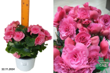 Бегония Берсеба (Begonia) С1 т