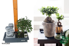 фантан +бонсай