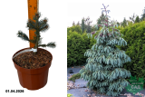 Ель Энгельмана Первана (Picea engelmannii Pervana) С5
