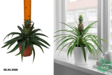 Ананас Амиго (Ananas Mi Amigo) Р12