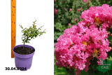 Лагерстремия розовая (Lagerstroemia indica) С2