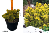 Сосна горная Винтерголд (Pinus mugo Wintergold) С5