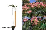 Альбиция ленкоранская (Albizia julibrissin) С3