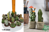 Кактус Микс (Cactaceae)