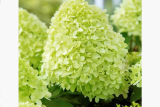 Гортензия метельчатая Пандора (Hydrangea paniculata Pandora) С3