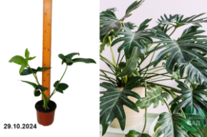 Philodendron