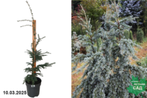Tsuga mertensiana Glauca