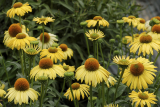 Эхинацея пурпурная Меллоу Еллоу (Echinacea purpurea Mellow Yellow) Р9