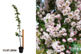 Яблоня Ван Эселтин (Malus hybride Van Eseltine) С5