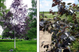 Береза повислая Пурпуреа (Betula pendula Purpurea) С5