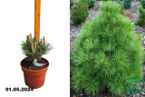 Сосна черная Нана (Pinus nigra Nana) С5