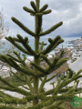 Араукария чилийская (Araucaria araucana) С3