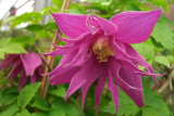 Клематис ботанический (княжик) Имке (Clematis Imke) Р7