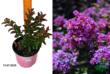 Лагерстремия индийская Инфинити Перпл (Lagerstroemia indica Infinitini Purple) С2