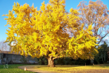 Гинкго двулопастный (Ginkgo Biloba) ком