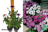 Остеоспермум (Osteospermum mix) микс Р9