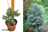 Ель Энгельмана Компакта (Picea engelmannii Compacta) С4