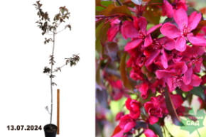 Malus Royalty