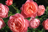 Роза английская Боскобель (Rosa еnglish Boscobel) С6