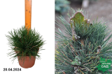 Сосна тунберга Оги (Pinus thunbergii Ogi) С4