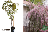Яблоня Чил`с Випинг (Malus Pendula Cheals Weeping) С20
