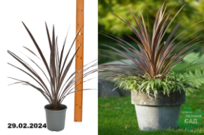 Кордилина австралийская Ред Стар (Cordyline australis Red Star) Р13