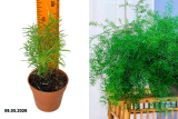 Аспарагус Спренджери (Asparagus densiflorus Sprengeri) Р9