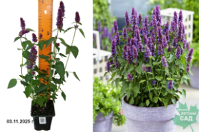 агастае беишенс перл