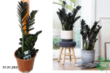 Замиокулкас Блэк (Zamiifolia Black) Р17