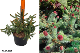 Ель обыкновенная Акрокона (Picea abies Acrocona) С10 аг
