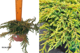 Можжевельник обыкновенный Лемон Карпет (Juniperus communis Lemon Carpet) С5 х