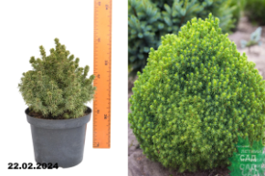 Ель канадская Альберта Глоуб (Picea glauca Alberta Globe) С2