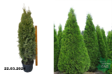 Туя западная Смарагд 120-140 см (Thuja occidentalis Smaragd) С10