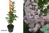 Сирень обыкновенная Красавица Москвы (Syringa vulgaris Beauty of Moscow) С3 лс