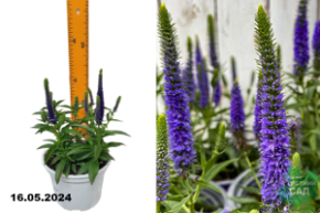 Вероника колосистая Ульстер Дварф Блю (Veronica spicata Ulster Dwarf Blue) С2