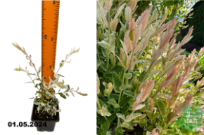 Ива цельнолистная Хакуро-Нишики (Salix Integra Hakuro-Nishiki) Р9