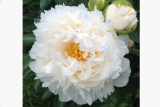 Пион травянистый Гардения (Paeonia Gardenia) С5