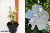 Гибискус сирийский Вайт Шифон (Hibiscus syriacus White Chiffon) С3